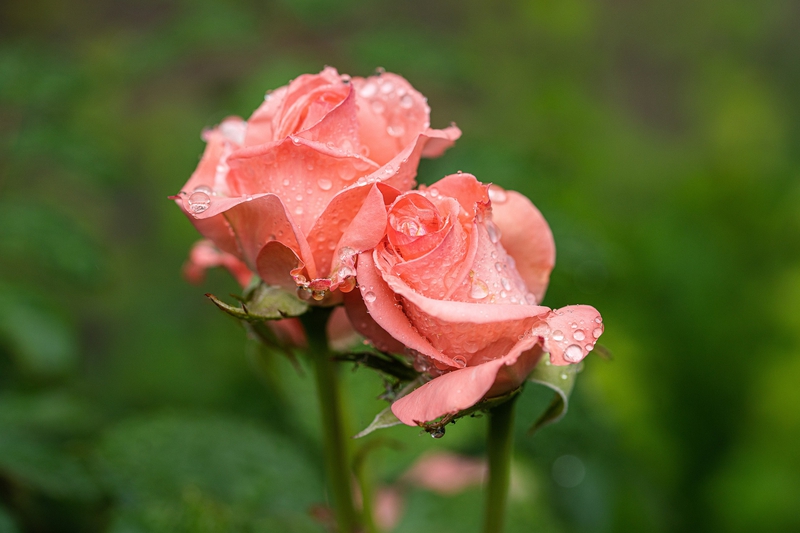 Hoa hồng, rose, hoa, flower - chulmin1700