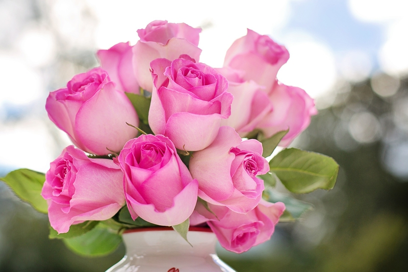 Hoa hồng, rose, hoa, flower - JillWellington