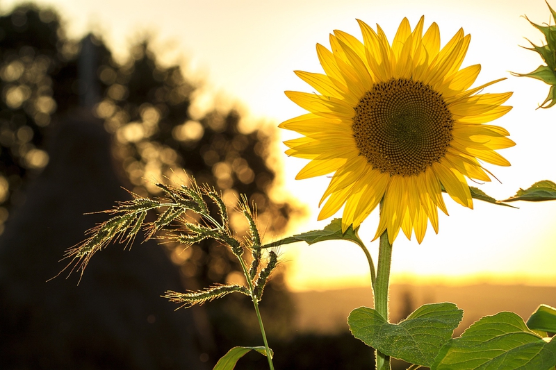Hoa hướng dương, hướng dương, hoa, flower, sunflower - mploscar