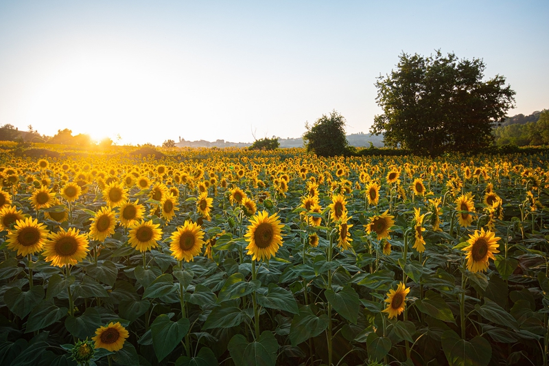 Hoa hướng dương, hướng dương, hoa, flower, sunflower - phfilipposarci