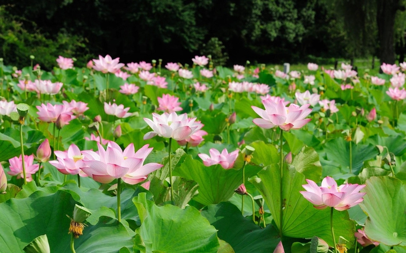 Hoa sen, sen, hoa sen hồng, lotus, Việt Nam - hsiaopuchen