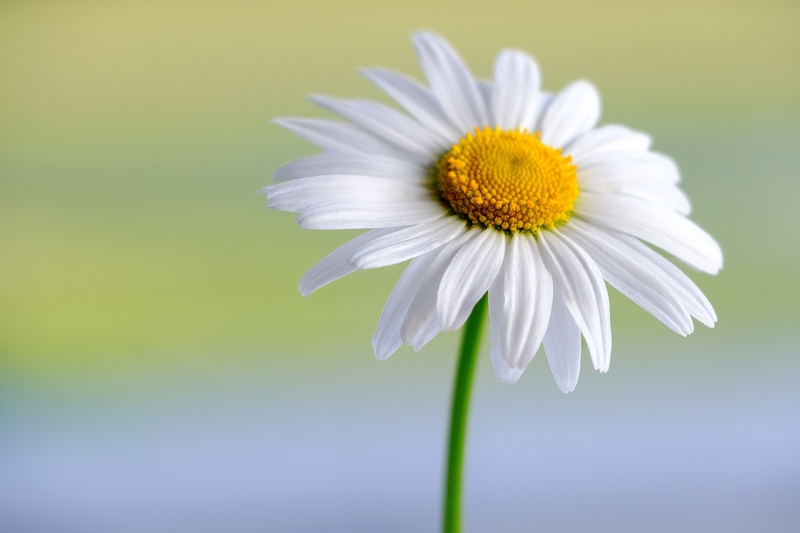 Hoa tiểu cúc, hoa cúc dại, hoa cúc, cúc mắt bò, hoa, flower - NickyPe