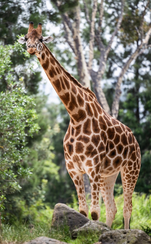 Hươu cao cổ, con hươu, giraffe - pen_ash