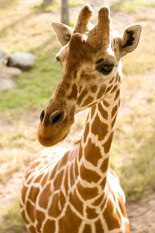 Hươu cao cổ, con hươu, giraffe - PublicDomainPictures