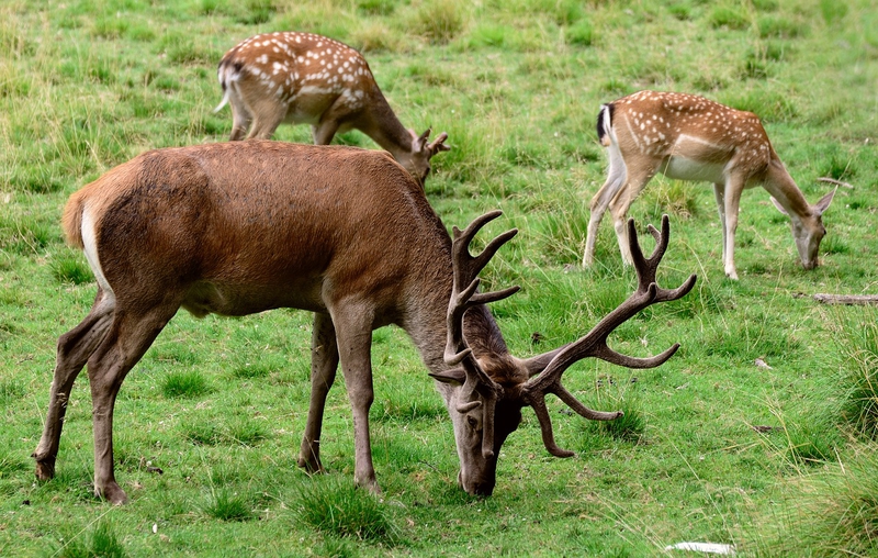 Hươu, con hươu, nai, deer - congerdesign