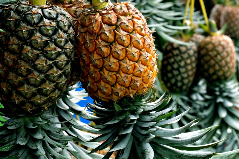 Khóm, thơm, dứa, trái cây, pineapple - ignartonosbg