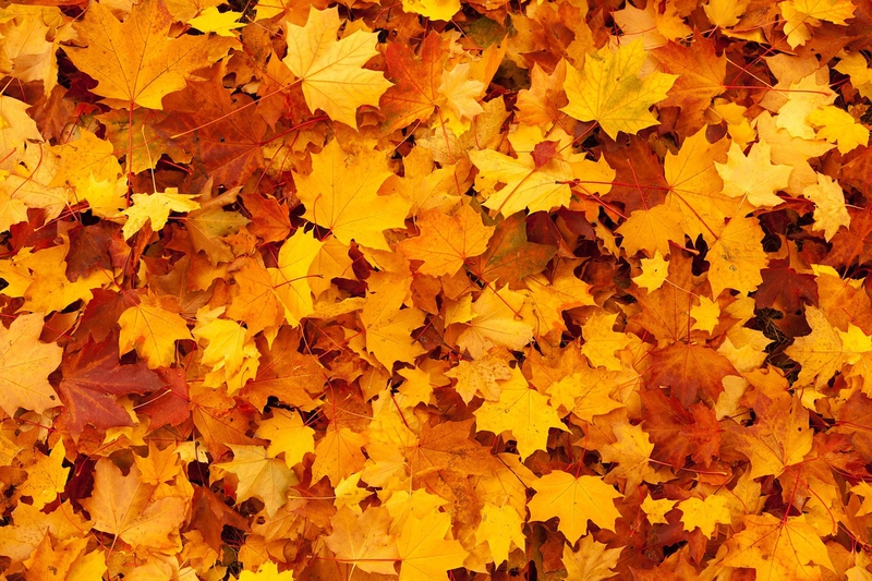 Lá phong, mùa thu, autumn, lá, lá cây, leaf - PublicDomainPictures