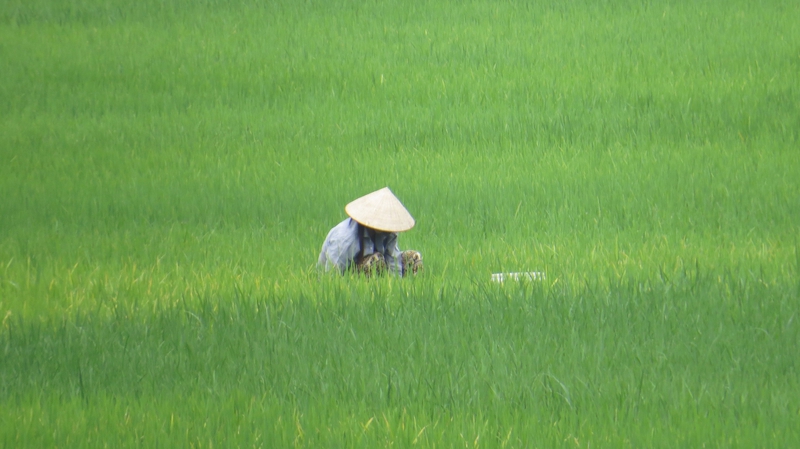 Lúa, đồng lúa, cánh đồng, nông thôn, miền tây, Việt Nam - cstrosing