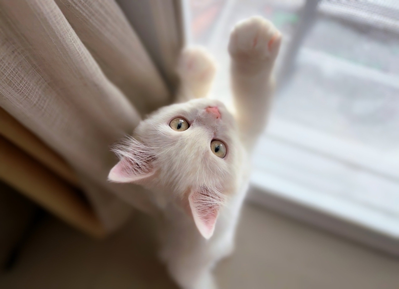 Mèo, con mèo, cat, mèo trắng - BuyMeACoffee