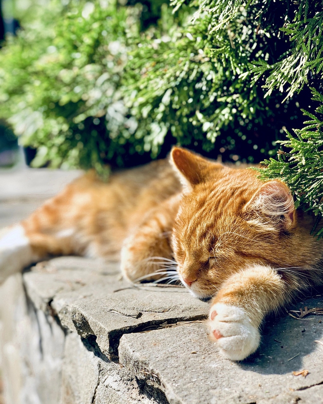 Mèo, mèo mướp, cat, mèo vàng, mèo con - Tikovka1355
