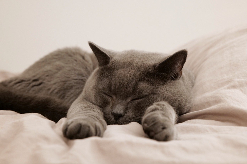 Mèo, mèo xám, mèo Anh, cat - yacubee