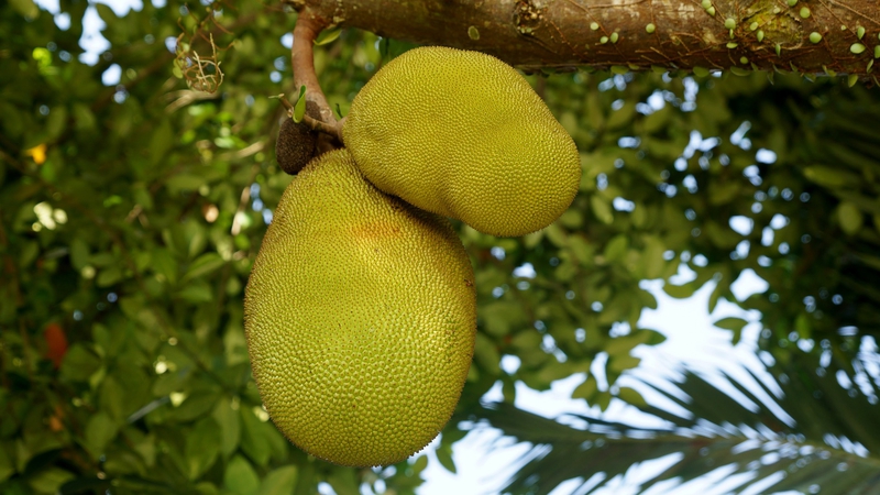 Mít, quả mít, trái cây, Jackfruit - lilimey