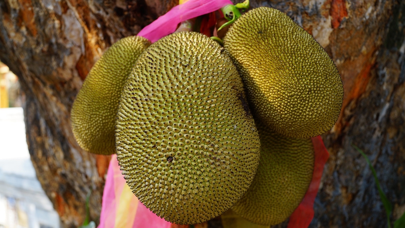 Mít, quả mít, trái cây, Jackfruit - naturepost