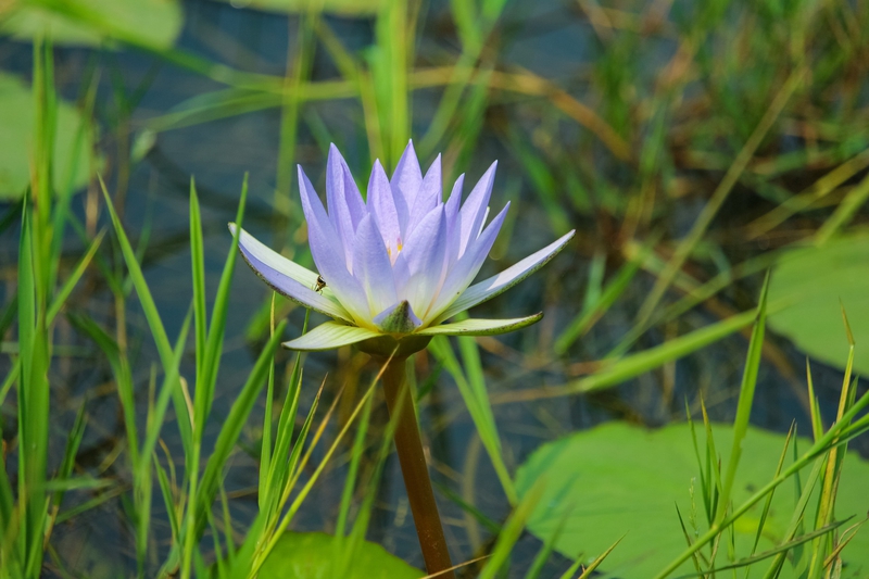 Hoa súng, súng, hoa, flower - mzaman045