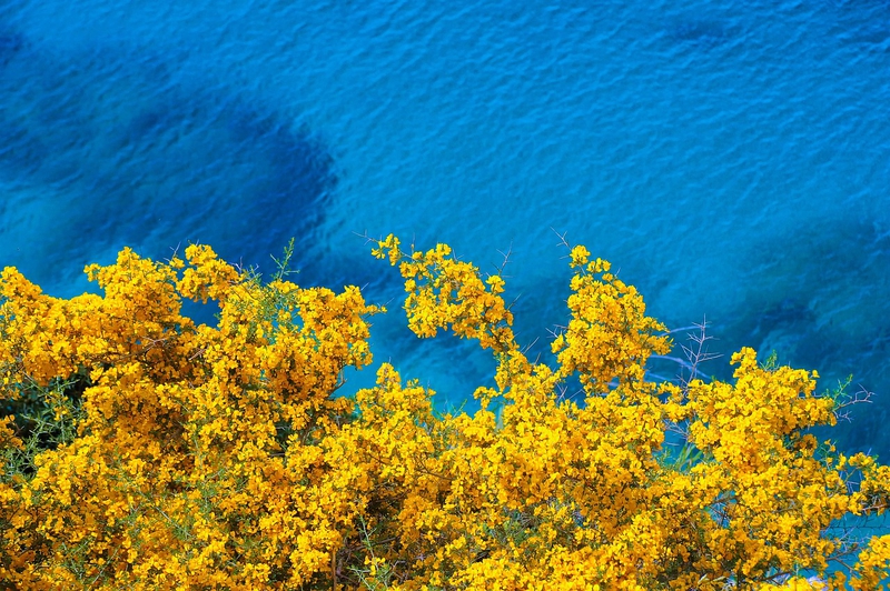 Nền, ảnh nền, background, hoa, flower, biển, sea - lillolillolillo