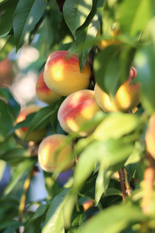 Đào, quả đào, trái đào, trái cây, peach, fruit - andriish22