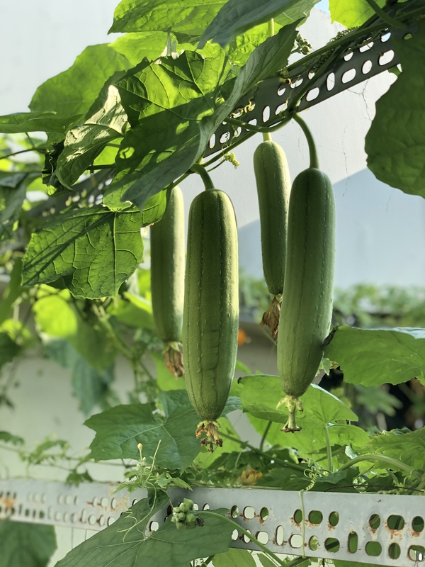 Quả mướp, rau củ, mướp hương - bichvn