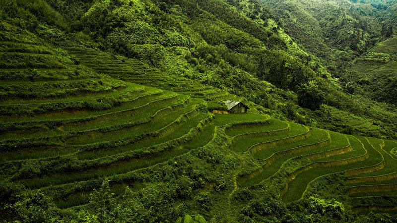 Ruộng bậc thang, ruộng, đồng lúa, cánh đồng, Việt Nam, Viet Nam - enslater