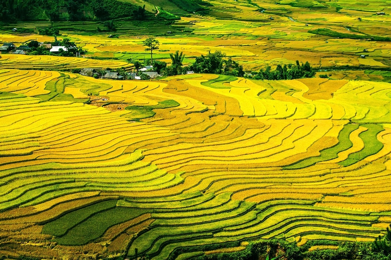 Ruộng bậc thang, ruộng, đồng lúa, cánh đồng, Việt Nam, Viet Nam - PublicDomainPictures