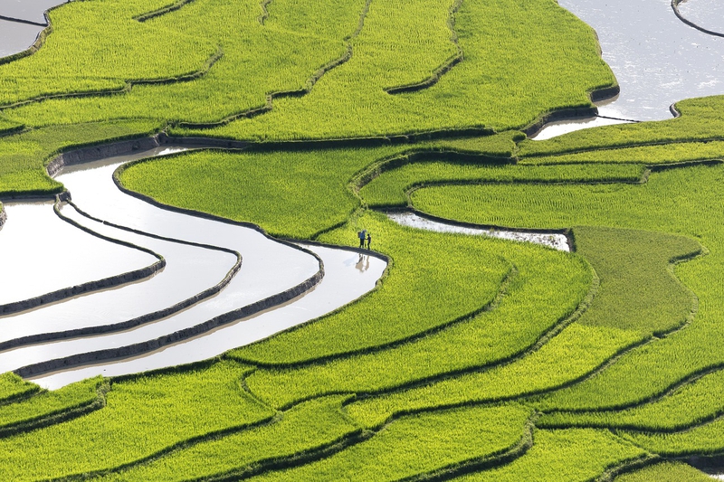 Ruộng bậc thang, ruộng, đồng lúa, cánh đồng, Việt Nam, Viet Nam - Quangpraha