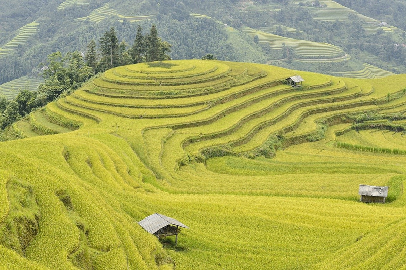 Ruộng bậc thang, ruộng, đồng lúa, cánh đồng, Việt Nam, Viet Nam - ThanhVu68