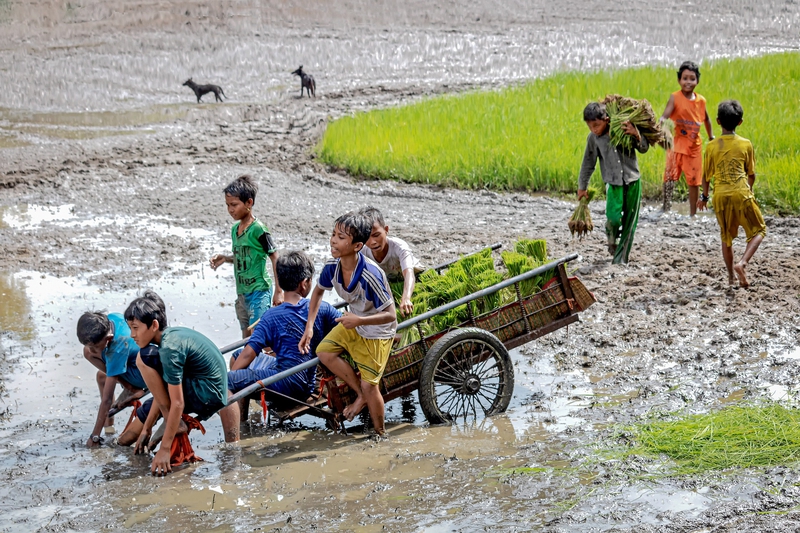 Ruộng, cánh đồng, ruộng lúa, trẻ em, nông thôn, gặt lúa, thu hoạch - vietnguyenbui