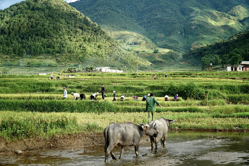 Ruộng lúa, ruộng, đồng lúa, cánh đồng, con trâu, Việt Nam, Viet Nam - HungTravel