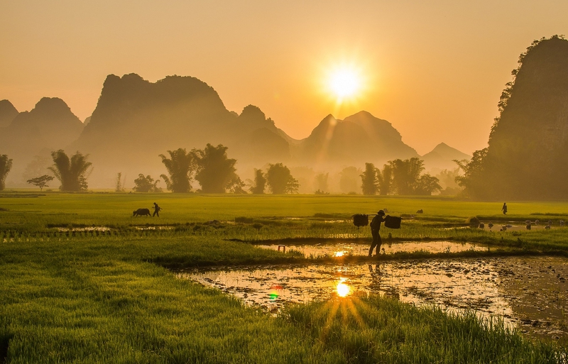 Ruộng, ruộng lúa, cánh đồng, miền núi, vùng cao, moutian, Lai Châu -  CongVuphotographer (5)