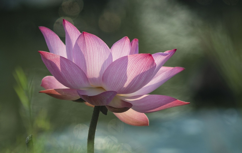 Sen, hoa sen, hoa, flower, lotus - nguyenbuihoai