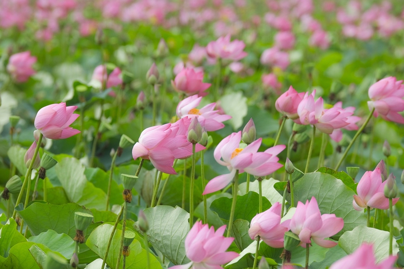 Sen, hoa sen, hoa, flower, lotus - TiênSinh
