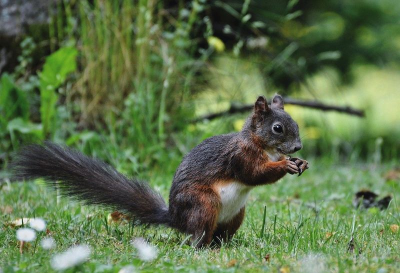 Sóc, sóc đỏ, con sóc, sciurus - Ralphs_Fotos