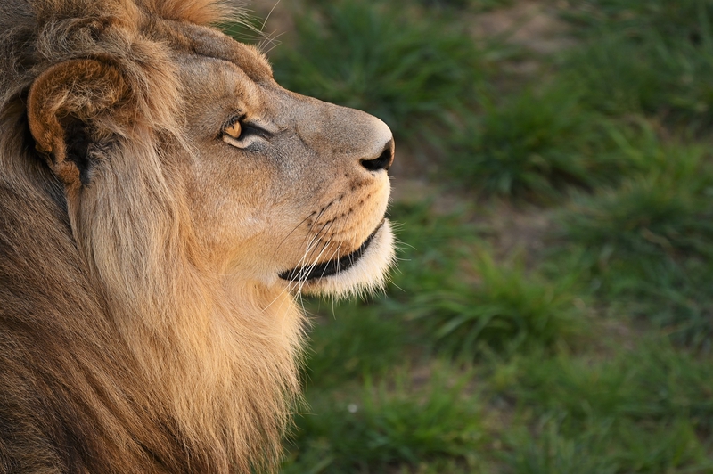 Sư tử, leo, lion, sư tử đực - brigitteJ