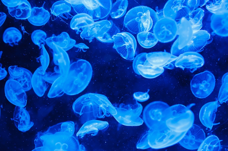 Sứa, jellyfish, sinh vật, biển, đại dương, sea, nền, background - PublicDomainPictures