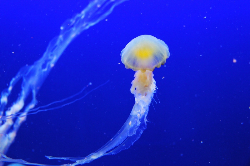 Sứa, jellyfish, sinh vật, biển, đại dương, sea, nền, background - sharonang