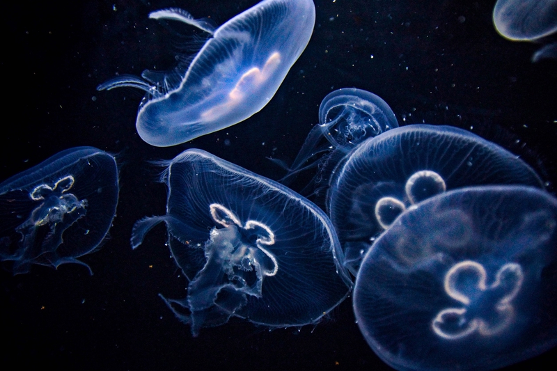 Sứa, jellyfish, sinh vật, biển, đại dương, sea, nền, background - Sonyworld
