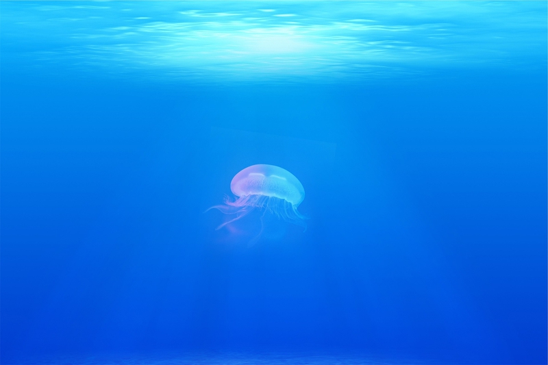 Sứa, jellyfish, sinh vật, biển, đại dương, sea, nền, background - StockSnap