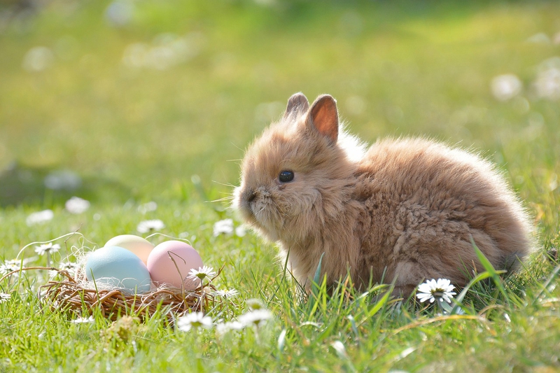 Thỏ, con thỏ, bunny, rabbit - castleguard