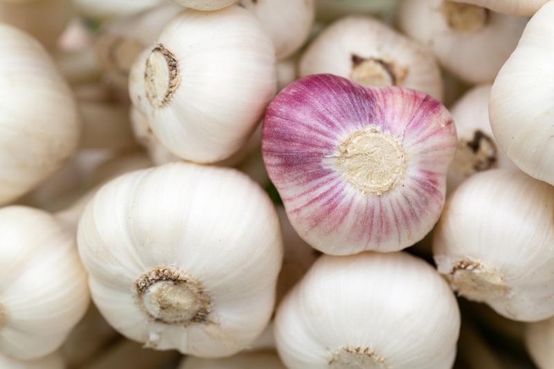 Tỏi, củ tỏi, rau củ, gia vị, garlic - PublicDomainPictures