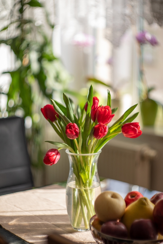 Tulip, hoa tulip, hoa, flower, tulip đỏ - tphananh