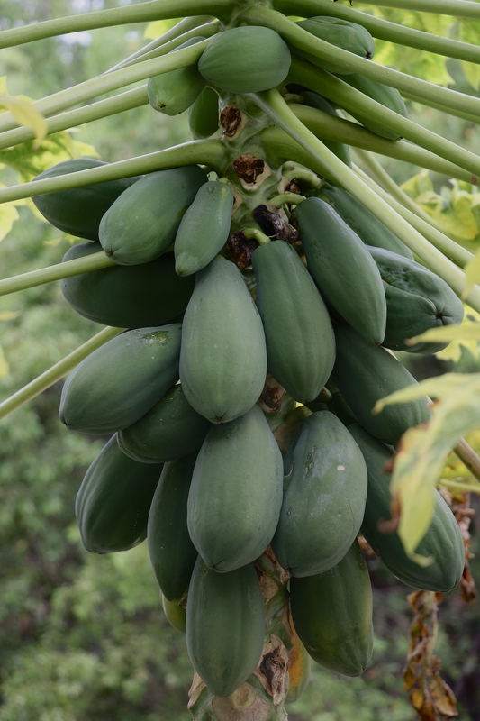 Đu đủ, trái đu đủ, papaya, trái cây -  jensphotography