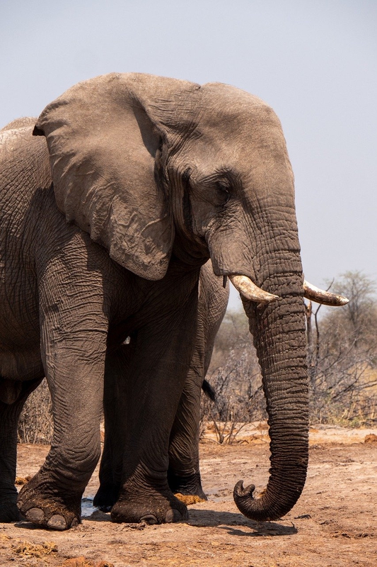 Voi, con voi, elephant - hbieser