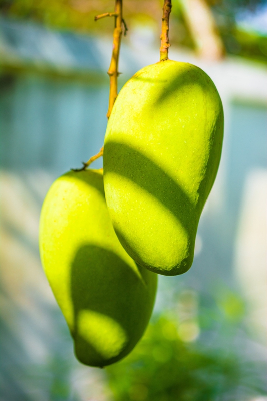 Xoài, xoài sống, mango, trái cây -  Josch13