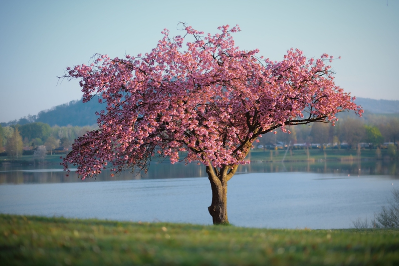 Hoa, hoa anh đào, blossom, hồ, lake - shogun