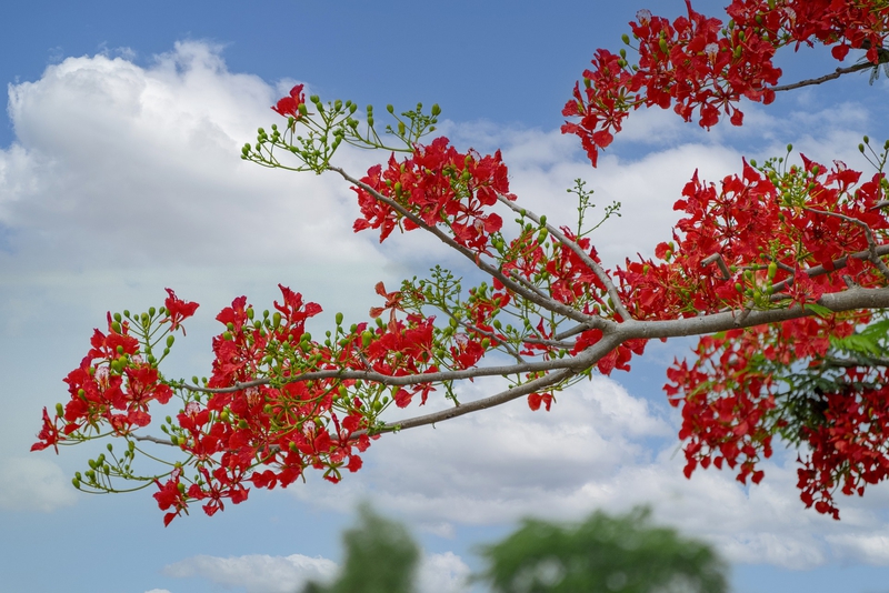 Hoa phượng đỏ, hoa phượng, hoa, flower - ThinhLa