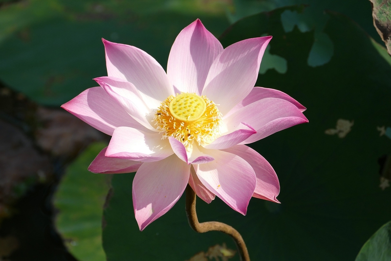 Hoa sen, sen, lotus, sen hồng - falco