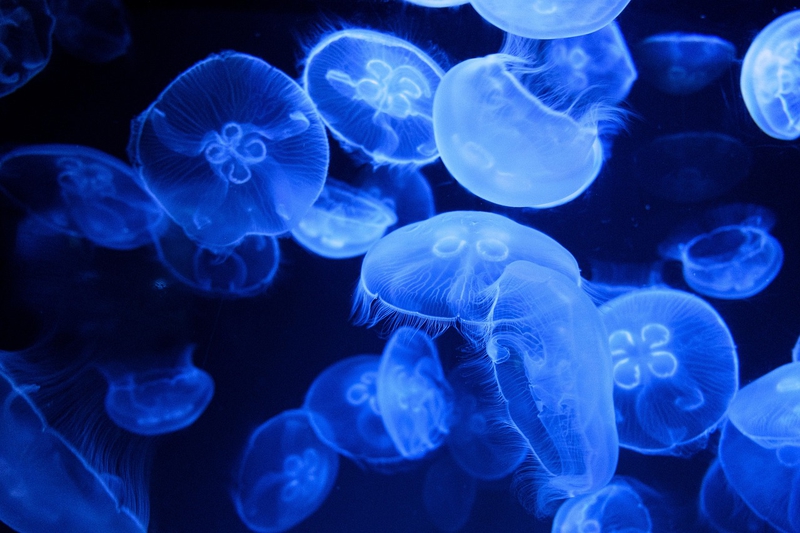 Biển, sea, hình nền, con sứa, sứa, jelly fish - Bru-nO