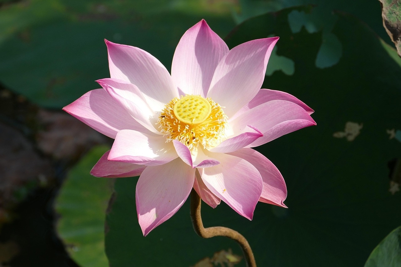Hoa, flower, hoa sen, sen, sen hồng - falco