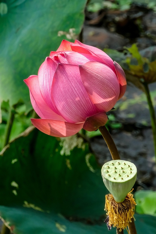 Hoa, flower, hoa sen, sen, sen hồng - grafux