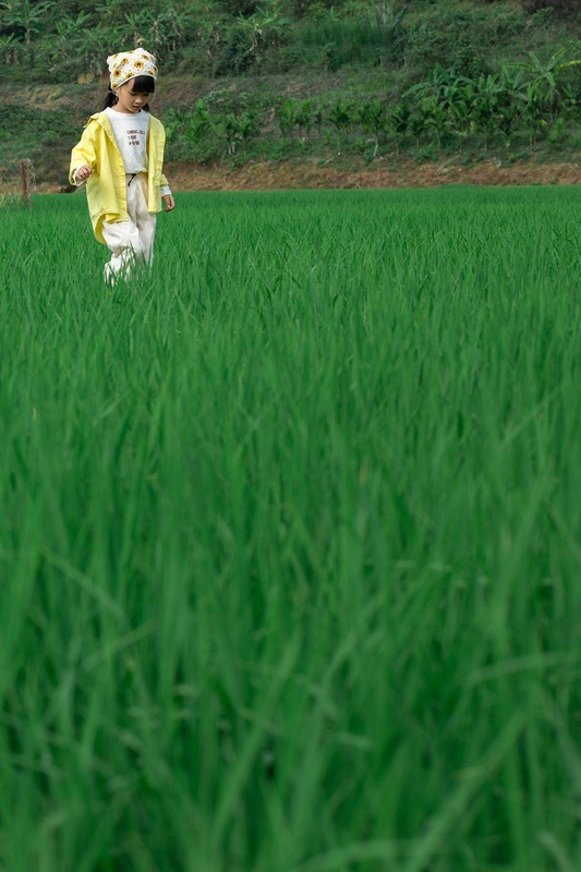 Em bé, trẻ em, con gái, girl, đồng ruộng, nông dân -  Jupilu 16