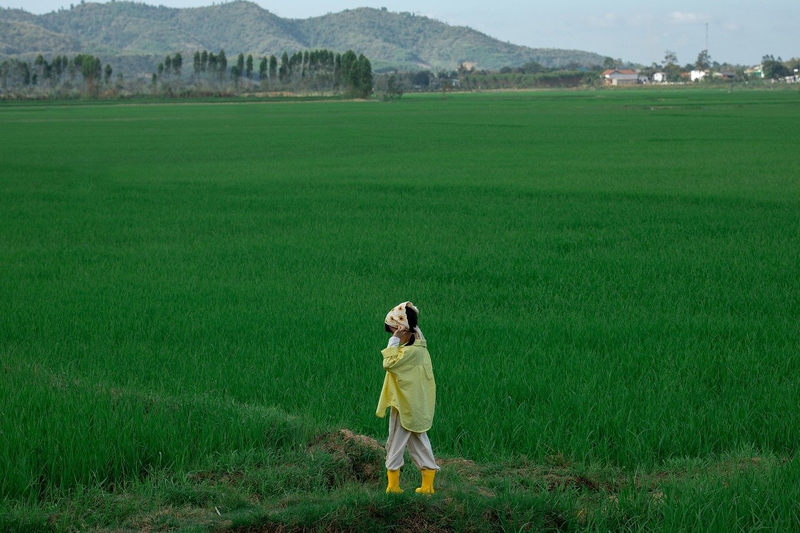 Em bé, trẻ em, con gái, girl, đồng ruộng, nông dân -  Jupilu 7